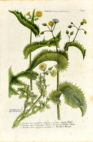 Johann Wilhelm Weinmann (1683-1741) Sonchus (Thistle) N. 940