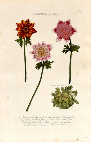 Johann Wilhelm Weinmann (1683-1741) Anemone coronaria (Poppy Anemone) N. 122