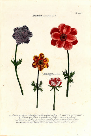 Johann Wilhelm Weinmann (1683-1741) Anemone coronaria (Poppy Anemone) N. 126
