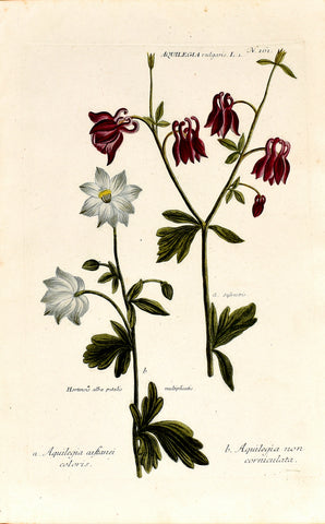 Johann Wilhelm Weinmann (1683-1741) Aquilegia vulgaris (Columbine) N. 161