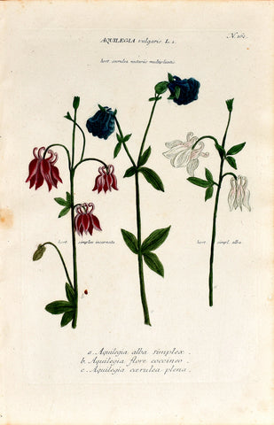 Johann Wilhelm Weinmann (1683-1741) Aquilegia vulgaris (Columbine) N. 162
