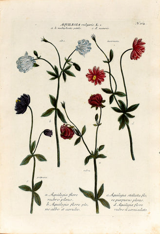 Johann Wilhelm Weinmann (1683-1741) Aquilegia vulgaris (Columbine) N. 164