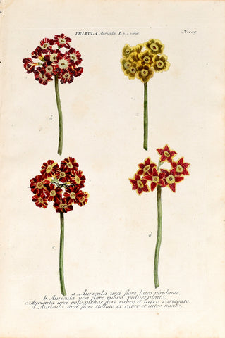 Johann Wilhelm Weinmann (1683-1741) Primula auricula (Bear's-ear) N. 209