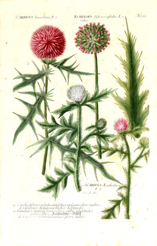 Johann Wilhelm Weinmann (1683-1741) Echinops (Globe thistle) & Carduus (Thistle) N. 315