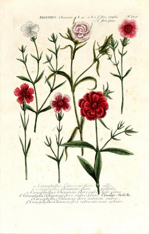 Johann Wilhelm Weinmann (1683-1741) Dianthus chinensis (China Pink) N. 329