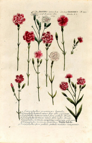 Johann Wilhelm Weinmann (1683-1741) Dianthus N. 330