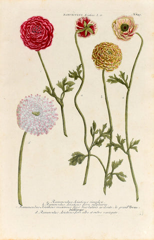 Johann Wilhelm Weinmann (1683-1741) Ranunculus asiaticus (Persian Buttercup) N. 849