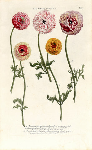 Johann Wilhelm Weinmann (1683-1741) Ranunculus asiaticus (Persian Buttercup) N. 850