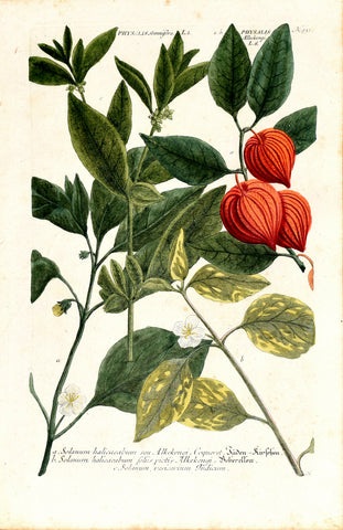 Johann Wilhelm Weinmann (1683-1741) Physalis alkekengi (Chinese Lantern) Physalis somnifera (Ashwagandha) N. 931