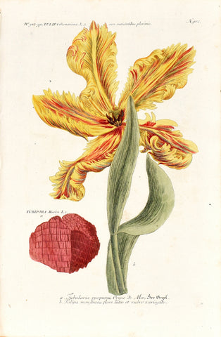 Johann Wilhelm Weinmann (1683-1741) Tulipa (Tulip) & Tubipora musica (Pipe Coral) N. 982
