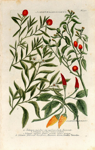 Johann Wilhelm Weinmann (1683-1741) Capsicum frutescens (Chili Pepper) & Capsicum baccatum (Aji Pepper) N. 930