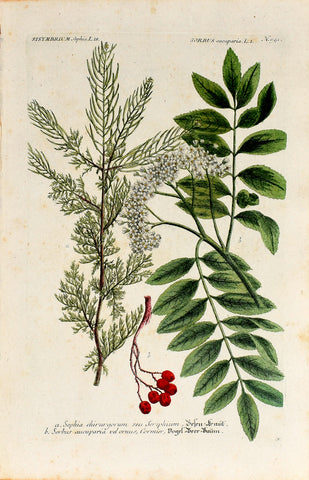 Johann Wilhelm Weinmann (1683-1741) Sisymbrium sophia (Flixweed) & Sorbus aucuparia (Rowan) N. 941