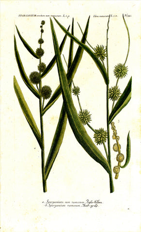Johann Wilhelm Weinmann (1683-1741) Sparganium erectum (Bur-Reed) N. 942