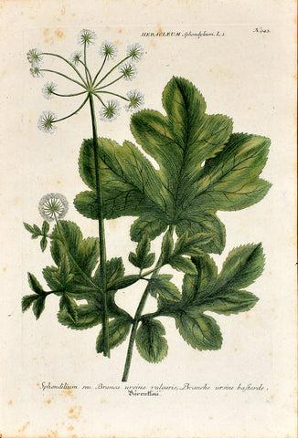 Johann Wilhelm Weinmann (1683-1741) Heracleum sphondylium (Hogweed) N. 943