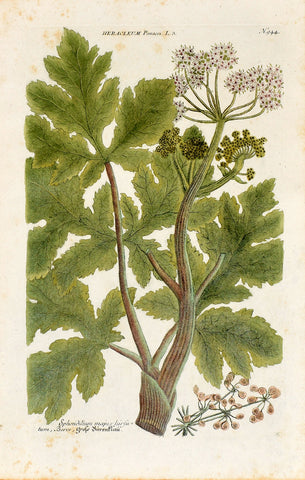 Johann Wilhelm Weinmann (1683-1741) Heracleum panaces (Cow Parsnip) N. 944