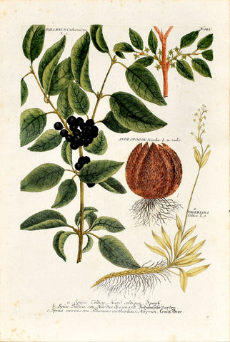 Johann Wilhelm Weinmann (1683-1741) Rhamnus (Buckthorn) & Valeriana (Celtic Valerian) & Andropogon (Nard Grass) N. 945