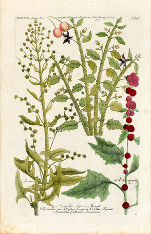 Johann Wilhelm Weinmann (1683-1741) Spinacia oleracea (Spinach) & Blitum (Blite) & Solanum (Nightshade) N. 946