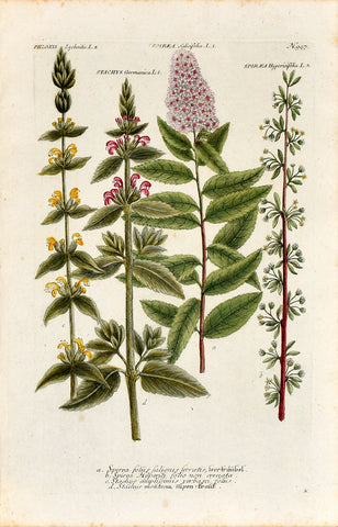 Johann Wilhelm Weinmann (1683-1741) Spiraea (Willowleaf Spirea) & Spiraea hypericifolia (St. Peter’s Wreath) N. 947