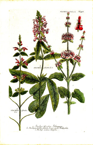 Johann Wilhelm Weinmann (1683-1741) Stachys (Woundwort) N. 948