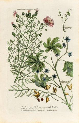 Johann Wilhelm Weinmann (1683-1741) Delphinium (Stavesacre) & Callitriche (Starwort) & Centaurea (Knapweed) N. 948