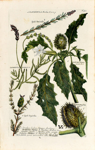 Johann Wilhelm Weinmann (1683-1741) Lavandula (Lavender) & Datura (Jimsonweed, Thorn Apple) N. 950