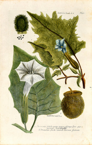 Johann Wilhelm Weinmann (1683-1741) Datura (Jimsonweed) N. 951