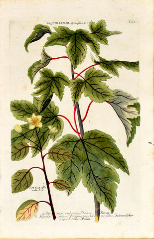 Johann Wilhelm Weinmann (1683-1741) Styrax (Storax) & Liquidambar (Sweetgum) N. 953