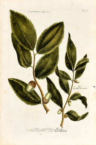 Johann Wilhelm Weinmann (1683-1741) Quercus suber (Cork Oak) N. 954