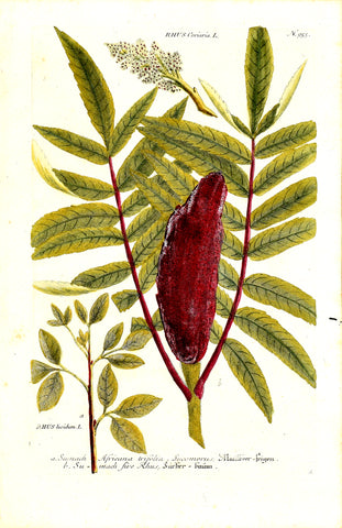 Johann Wilhelm Weinmann (1683-1741) Rhus (Sumac) N. 955