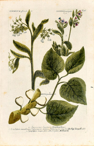 Johann Wilhelm Weinmann (1683-1741) Ficus sycomorus (Sycamore Fig) & Symphytum (Comfrey) & Lycopsis (Bugloss) N. 956