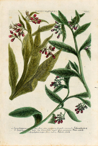 Johann Wilhelm Weinmann (1683-1741) Symphytum officinale (Comfrey) N. 957