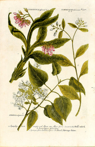 Johann Wilhelm Weinmann (1683-1741) Symphytum (Comfrey) & Syringa vulgaris (Common Lilac) N. 958