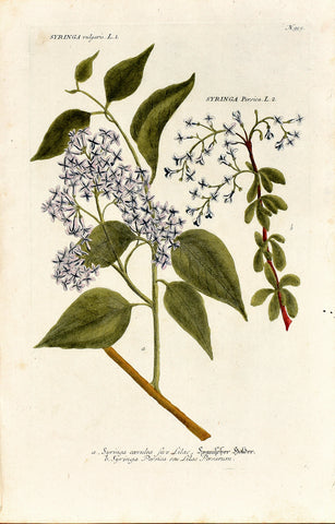 Johann Wilhelm Weinmann (1683-1741) Syringa (Lilac) & Syringa persica (Persian Lilac) N. 959