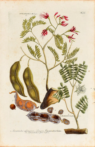 Johann Wilhelm Weinmann (1683-1741) Tamarindus (Tamarind) & Guilandina (Moringa) N. 964
