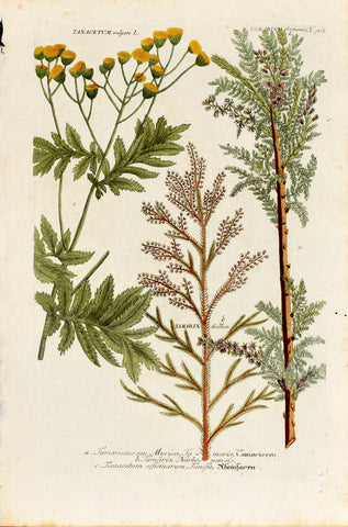 Johann Wilhelm Weinmann (1683-1741) Tamarix (Tamarisk) & Tanacetum vulgare (Tansy) N. 965