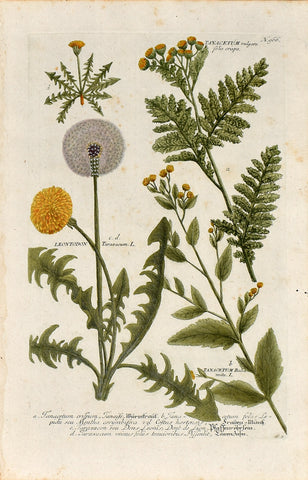 Johann Wilhelm Weinmann (1683-1741) Tanacetum (Tansy) & Taraxacum (Dandelion) N. 966