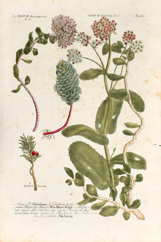 Johann Wilhelm Weinmann (1683-1741) Taxus (Yew) & Sedum (Stonecrop) N. 967