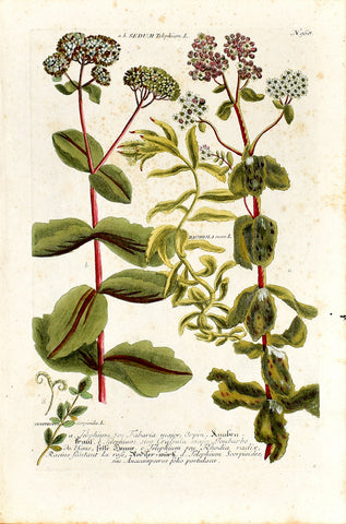 Johann Wilhelm Weinmann (1683-1741) Sedum (Stonecrop) & Rhodiola (Rose Root) N. 968