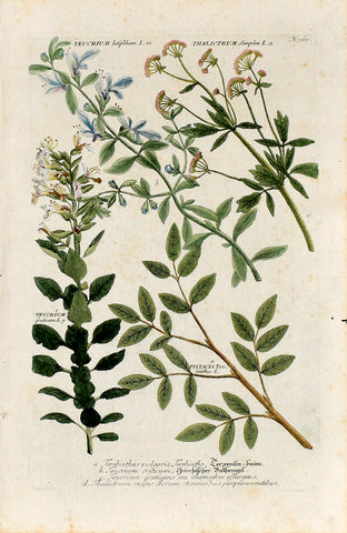 Johann Wilhelm Weinmann (1683-1741) Pistacia (Turpentine Tree) & Teucrium (Germander) & Thalictrum (Meadow-rue) N. 969