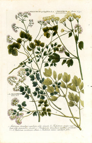 Johann Wilhelm Weinmann (1683-1741) Thalictrum (Meadow-rue) N. 970