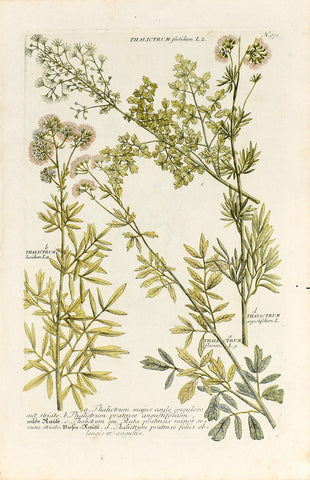 Johann Wilhelm Weinmann (1683-1741) Thalictrum (Meadow-rue) N. 971