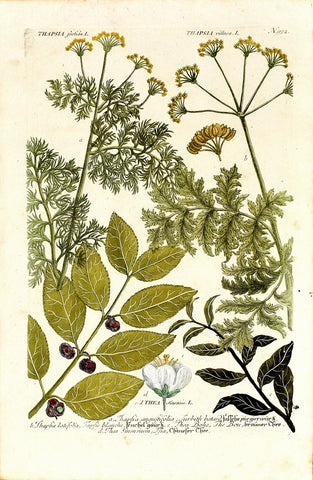 Johann Wilhelm Weinmann (1683-1741) Thapsia (Deadly Carrot) & Thea (Tea) & Althaea (Marsh-mallow) N. 972