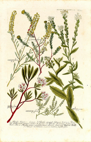 Johann Wilhelm Weinmann (1683-1741) Thlaspi (Pennycress) & Iberis (Candytuft) & Lepidium (Pepperweed) & Alyssum N. 973
