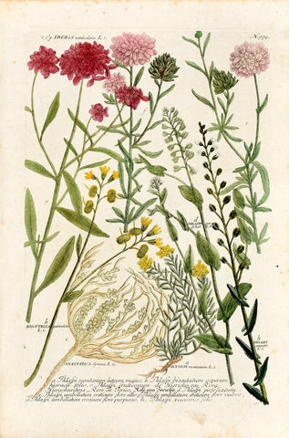 Johann Wilhelm Weinmann (1683-1741) Thlaspi (Pennycress) & Biscutella (Buckler Mustard) N. 974