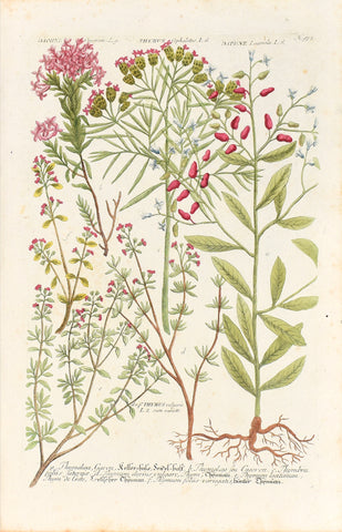 Johann Wilhelm Weinmann (1683-1741) Daphne (Spurge Laurel) & Thymus (Thyme) N. 975
