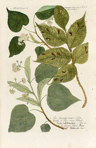 Johann Wilhelm Weinmann (1683-1741) Tilia (Linden) & Carpinus (Hornbeam) N. 976