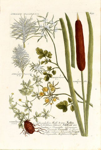Johann Wilhelm Weinmann (1683-1741) Typha (Cattail) & Tordylium (Hartzwort) N. 977