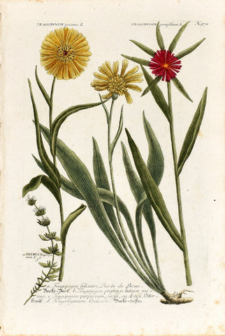 Johann Wilhelm Weinmann (1683-1741) Tragopogon (Goat’s-beard) & Tragoriganum (Cretan Oregano) N. 978