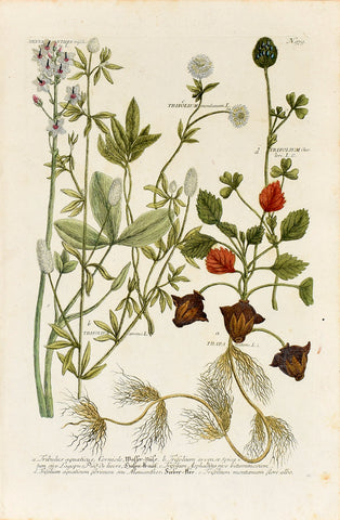 Johann Wilhelm Weinmann (1683-1741) Trifolium (Clover) & Trapa (Water Chestnut) N. 979