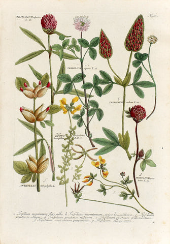 Johann Wilhelm Weinmann (1683-1741) Trifolium (Clover) & Lotus (Bird’s-foot Trefoil) N. 980